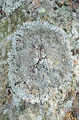 Image showing Lichen