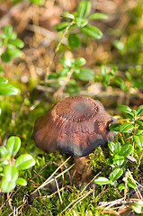 Image showing Mushroom