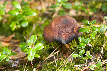 Image showing Mushroom