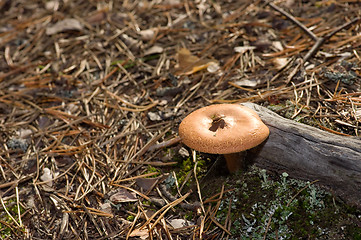 Image showing Mushroom