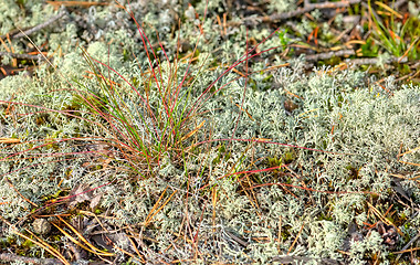 Image showing Lichen and moss