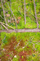 Image showing Moss