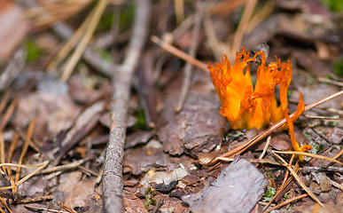 Image showing Flaming mushrooms