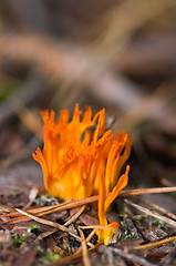 Image showing Flaming mushrooms