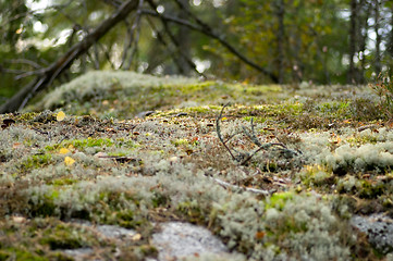 Image showing Lichen and moss