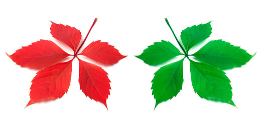 Image showing Red and green virginia creeper leaf on white background