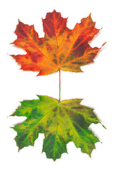 Image showing Maple-leafs on white background