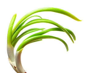 Image showing Sprouting onion