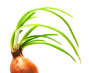 Image showing Sprouting onion (Allium cepa)