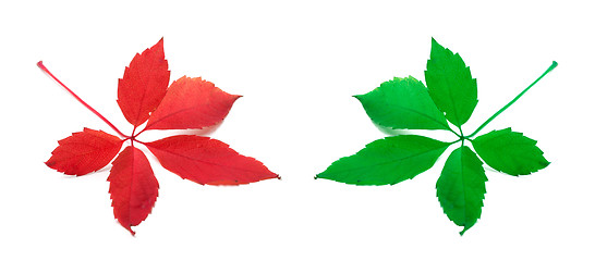 Image showing Red and green virginia creeper leaves