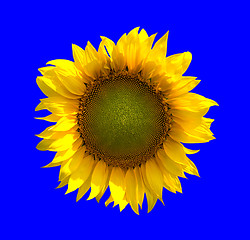 Image showing Sunflower on blue background