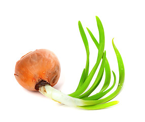 Image showing Sprouting onion on white background