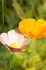 Image showing California poppy