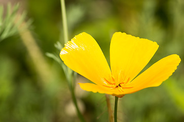 Image showing California poppy