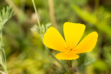 Image showing California poppy