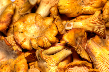 Image showing Cantharellus cibarius