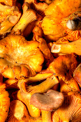 Image showing Cantharellus cibarius