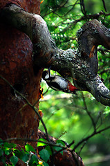 Image showing Woodpecker