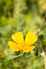 Image showing California poppy