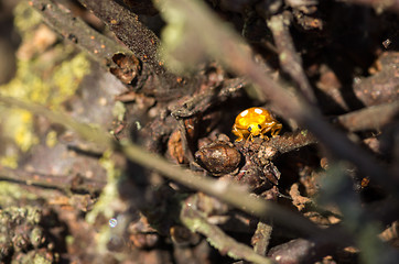 Image showing Ladybug