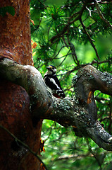 Image showing Woodpecker