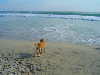 Image showing dog on the beach