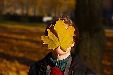 Image showing Fallen leaves