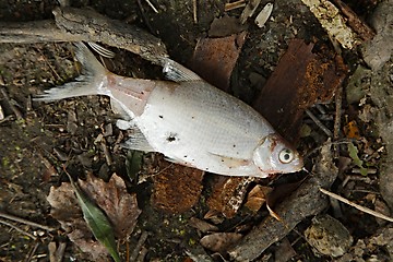 Image showing Dead fish
