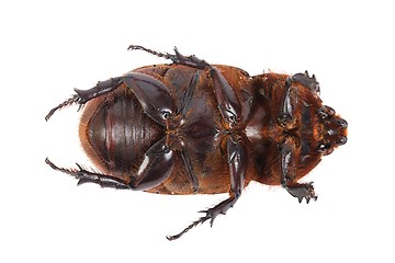 Image showing Cockchafer