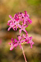 Image showing Blossoms