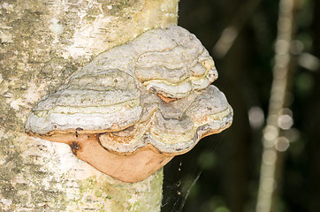 Image showing Polypore