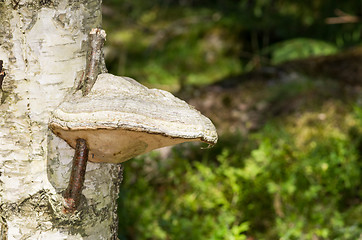 Image showing Polypore