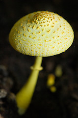 Image showing Mushroom