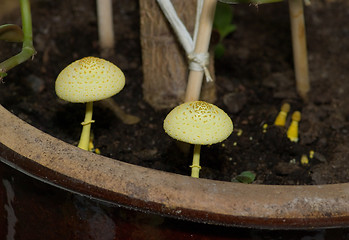 Image showing Mushrooms