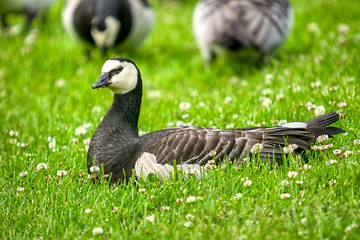 Image showing Branta leucopsis