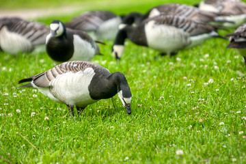 Image showing Branta leucopsis