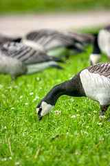 Image showing Branta leucopsis