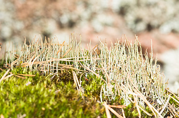 Image showing Lichen and moss