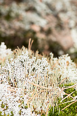 Image showing Lichen and moss