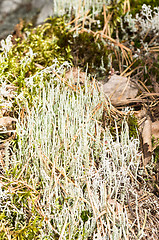 Image showing Lichen and moss