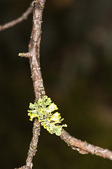 Image showing Lichen