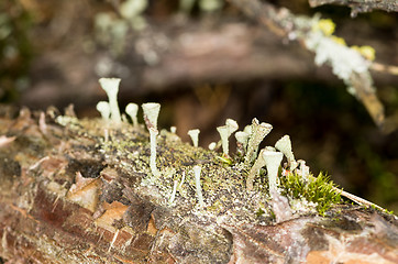 Image showing Lichen and moss