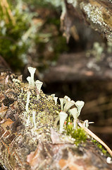 Image showing Lichen and moss