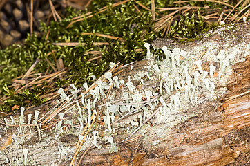 Image showing Lichen and moss