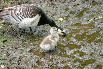 Image showing Goose