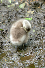 Image showing Branta leucopsis