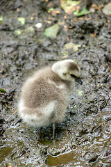 Image showing Baby goose