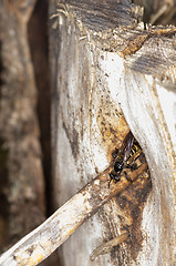 Image showing Wasp