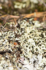 Image showing Lichen