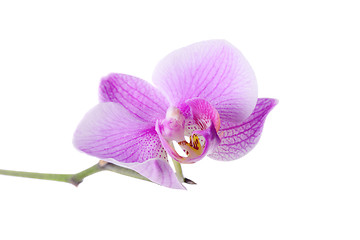 Image showing Beautiful purple orchid on white background